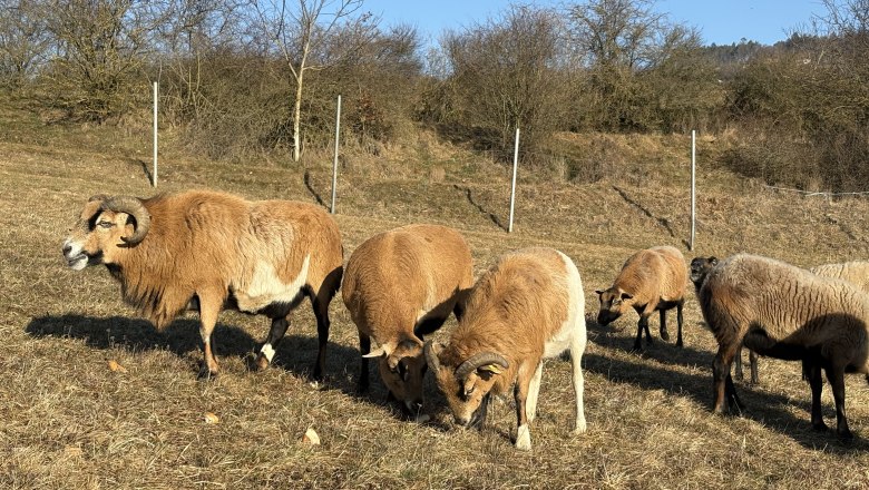 A group of sheep graze in a meadow on a sunny day.
