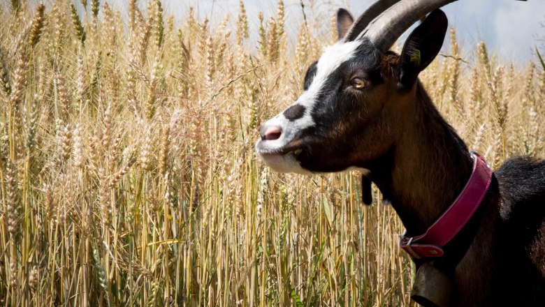 Goat hike, © Michael Schreiber Wedding Memories