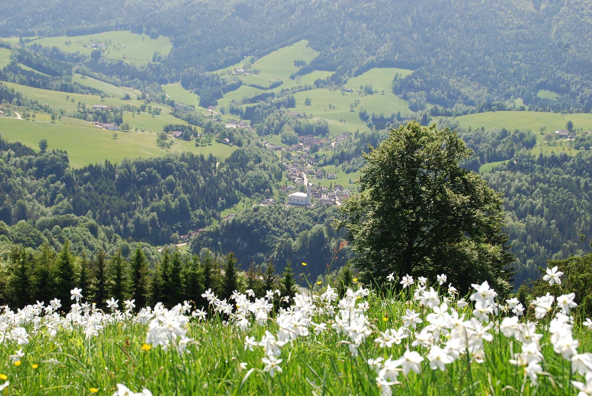 Daffodil blossom around Opponitz