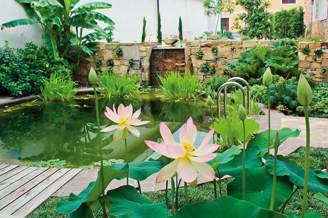 An idyllic garden with a pond, water lilies and lush vegetation.