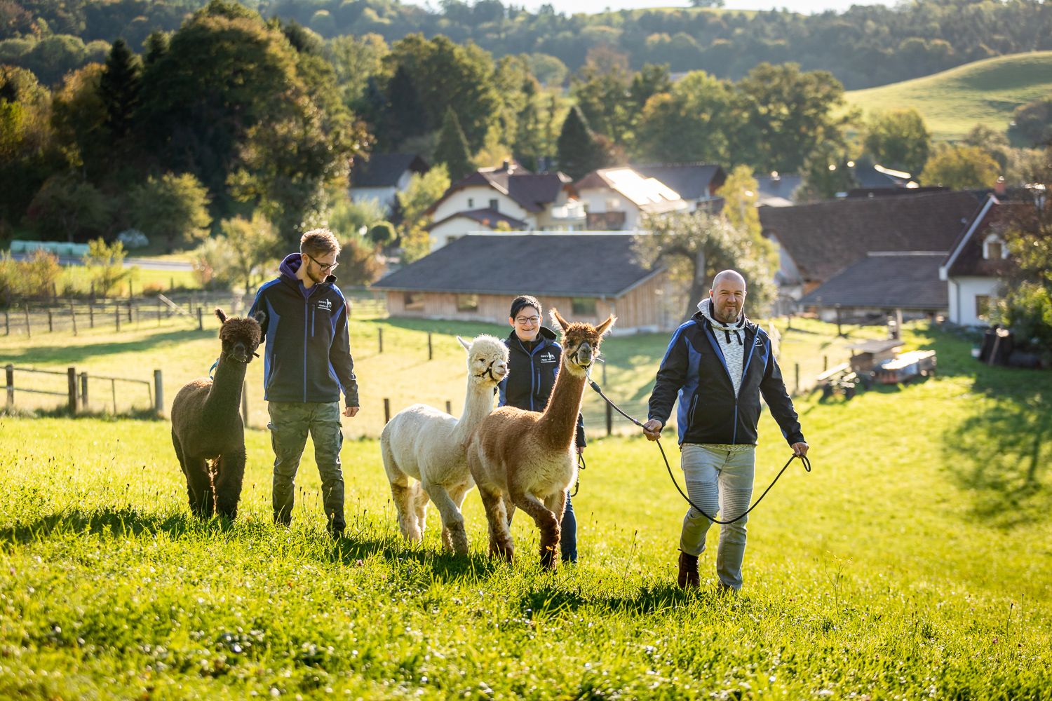 People leading alpacas on a green meadow in sunny weather.