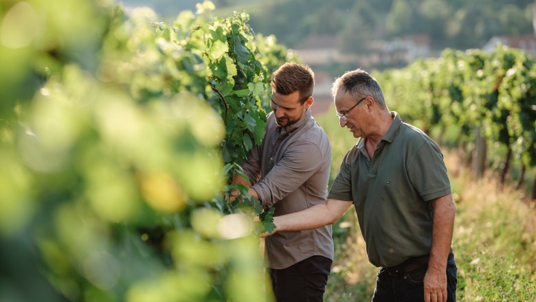 Two men inspecting vines in a sunny vineyard.