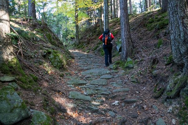 Forest ascent