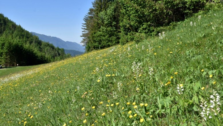 Show meadow in the Kothbergtal valley near Lunz am See, © David Bock