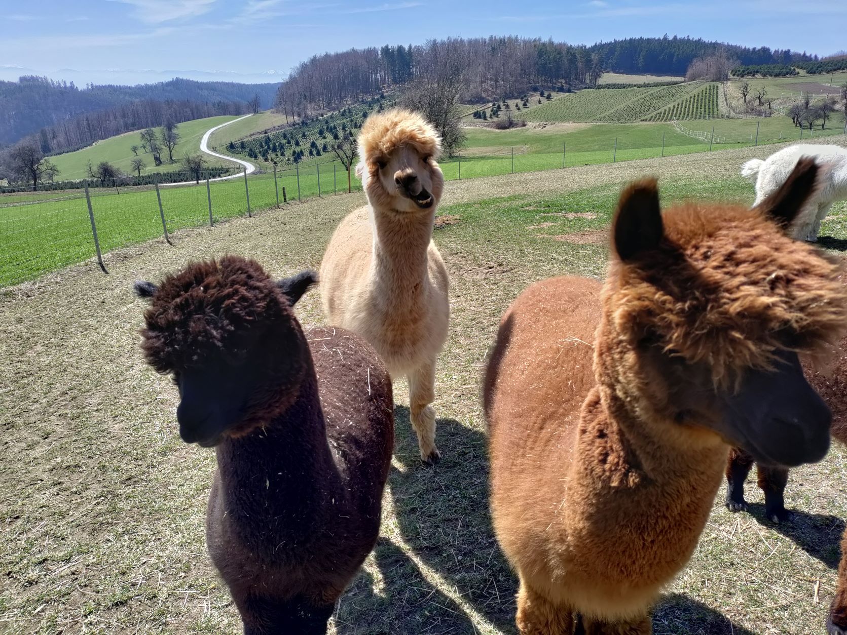 Tini's alpacas