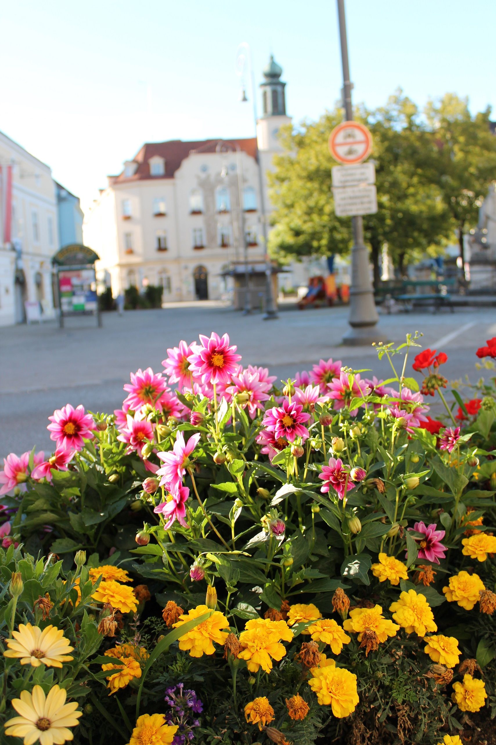 Flowerbed with pink and yellow flowers in the foreground, buildings and trees in the background on a main square.