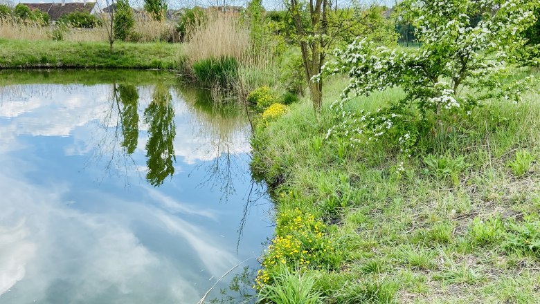 A pond with a wooden footbridge, surrounded by green vegetation and blossoming trees under a blue sky.
