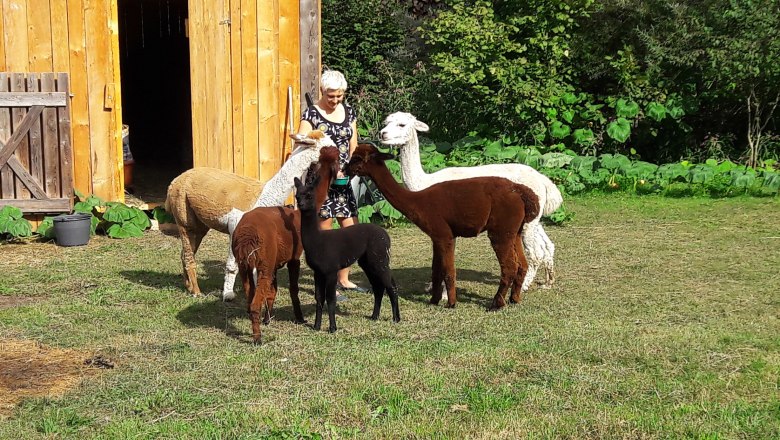 alpacas, &copy; Barbara Enk