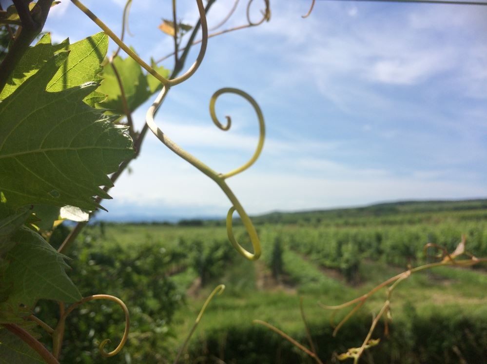 vineyard-view-c-peter-paradeiser