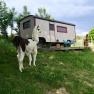 Leopold-the llama herding cart, &copy; lamawanderland