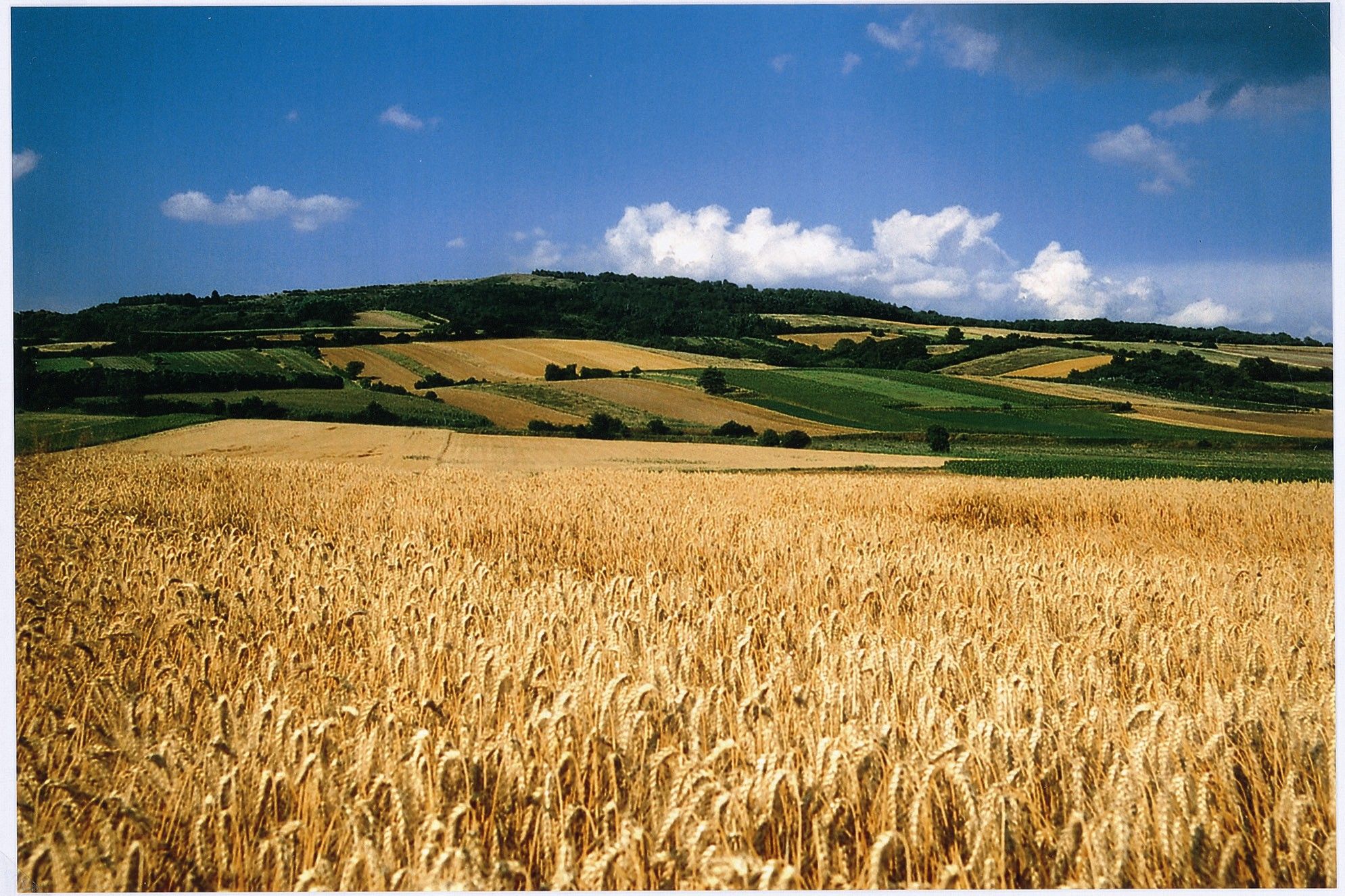 Landscape with golden wheat fields and green hills under a blue sky.