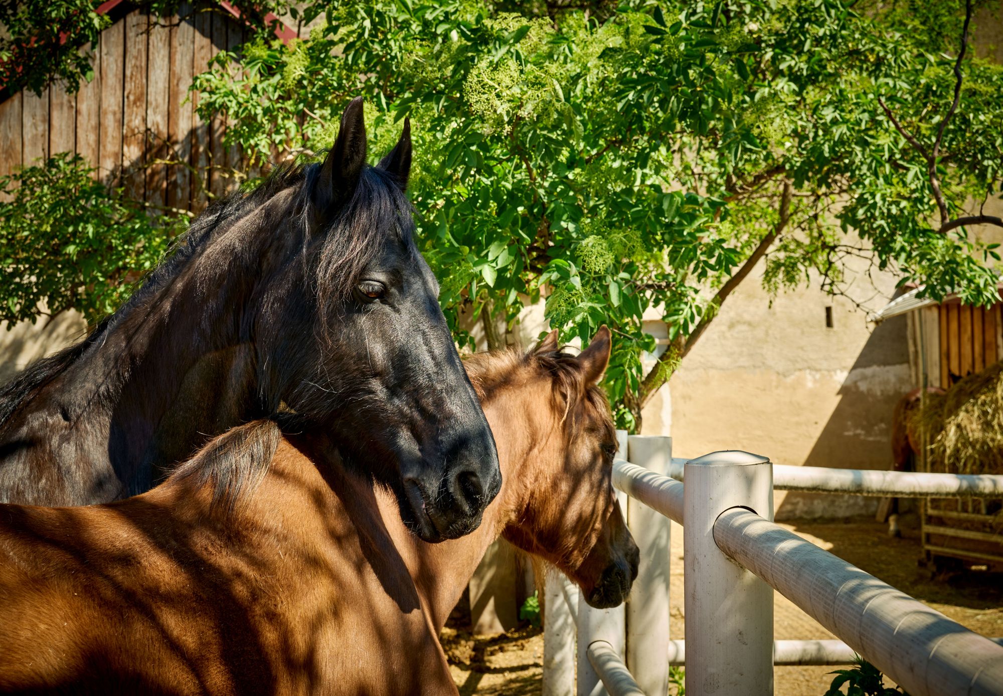 A black and a brown horse