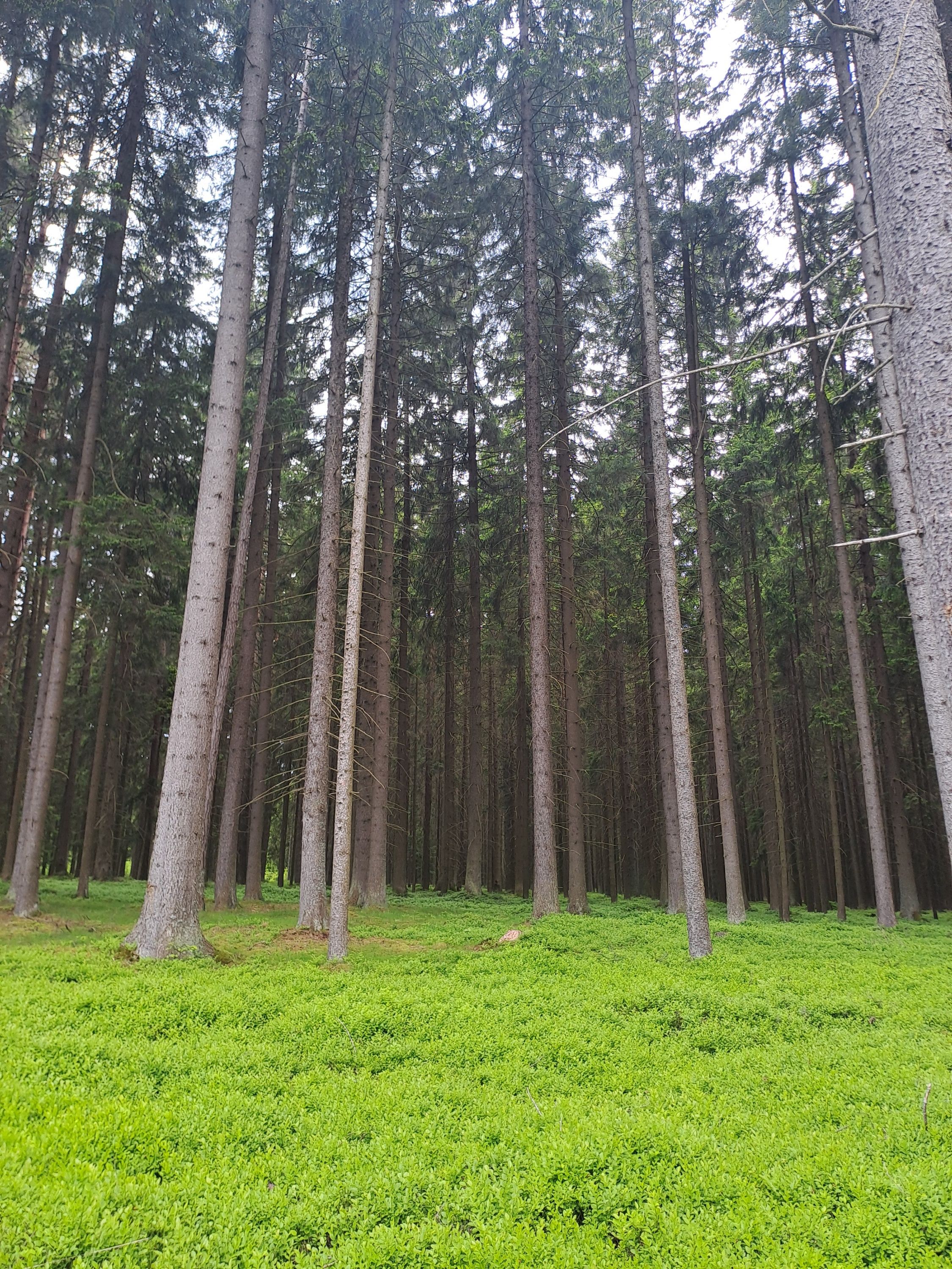 Tall trees in a wooded area with a green meadow