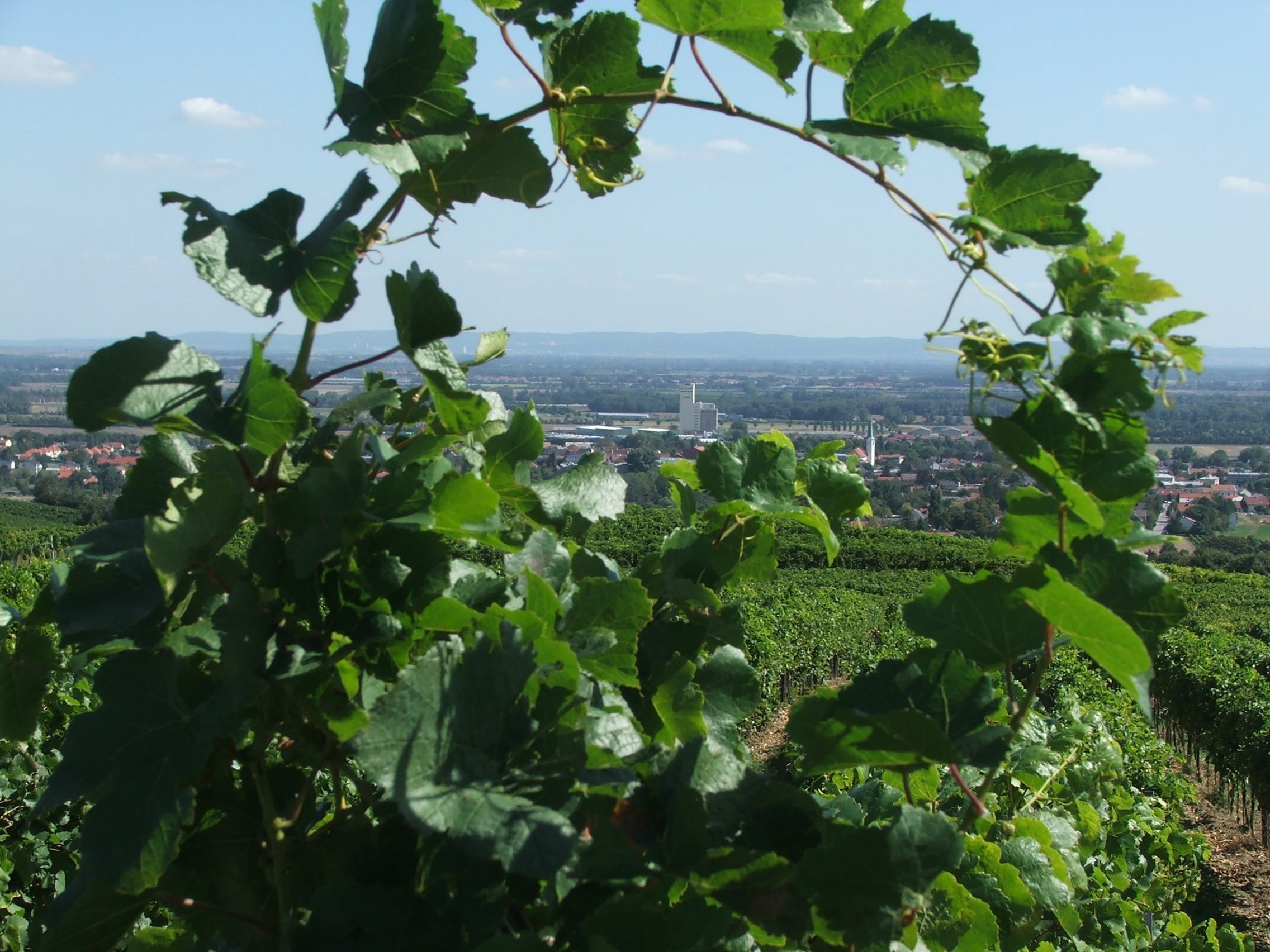 View through vineyards to Guntramsdorf with landscape in the background.