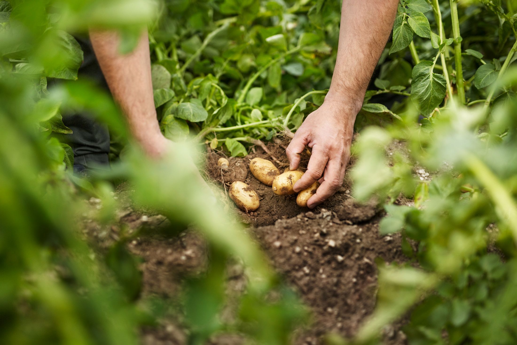 Hands harvesting potatoes from the soil between green plants.