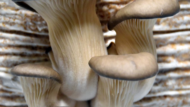 wag_lossiade-austernpilze_c_martin-schmit, &copy; martin-schmit