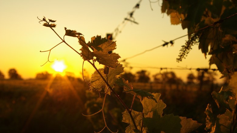 Vines in the sunset on a vineyard.