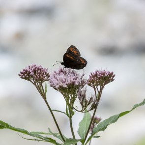 Biodiversity in the Naturpark Ötscher-Tormäuer., © Niederösterreich Werbung/www.stefaniewinter.at