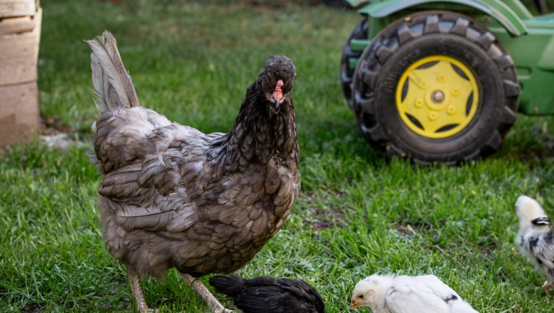 At the Arkadenhof, chickens, © Martina Siebenhandl Hens and chicks in a meadow with a toy tractor in the background.