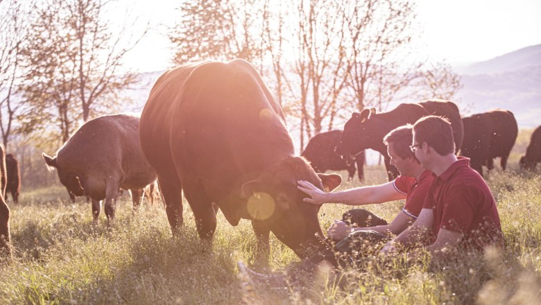 Two people sit in a meadow and stroke a cow, surrounded by other cows at sunset.