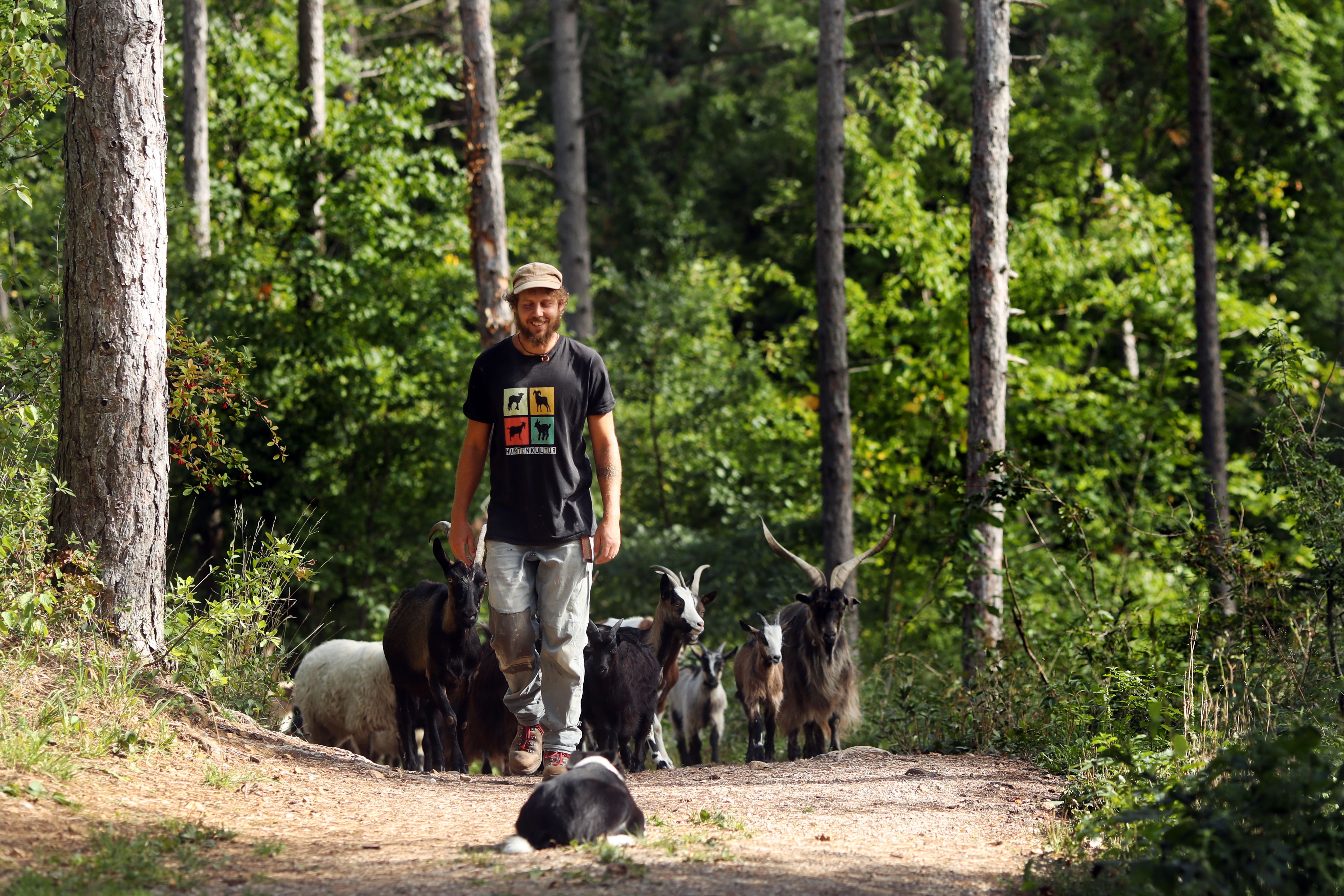 A man leads a herd of goats along a forest path, accompanied by a dog in the foreground.