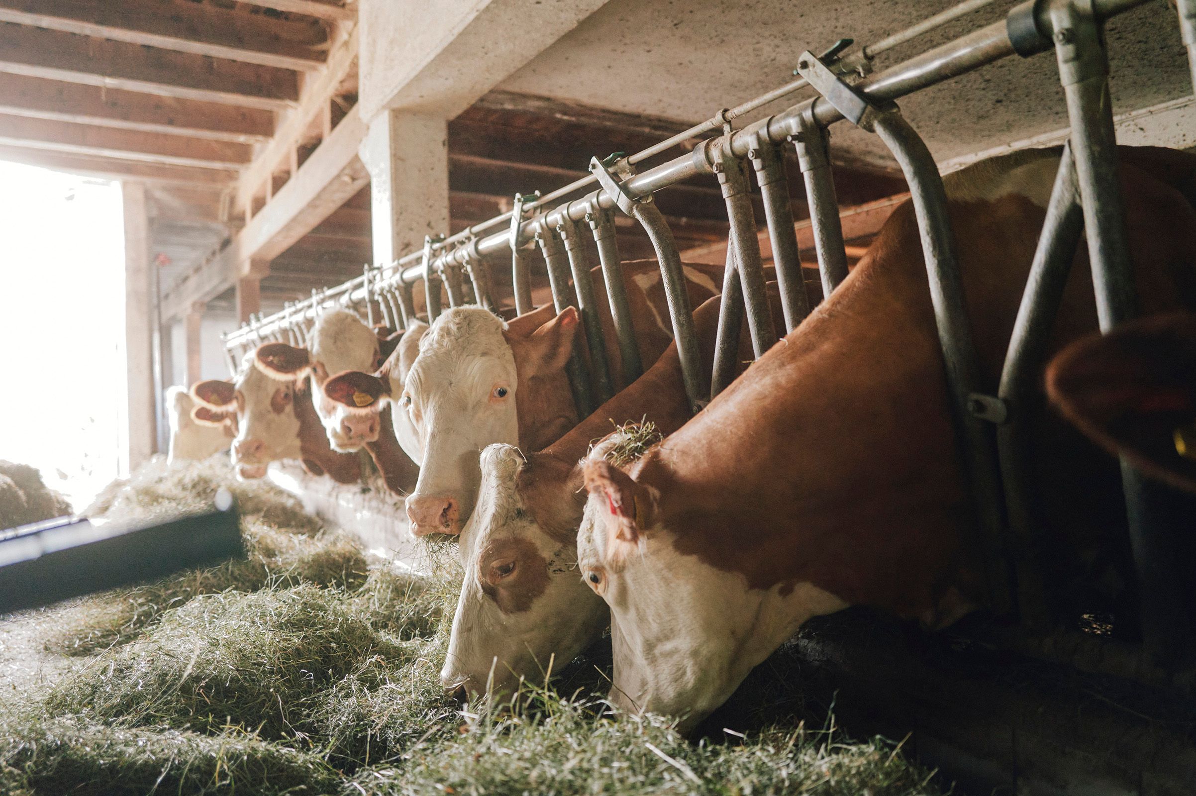 Cows eating fresh hay in a barn.