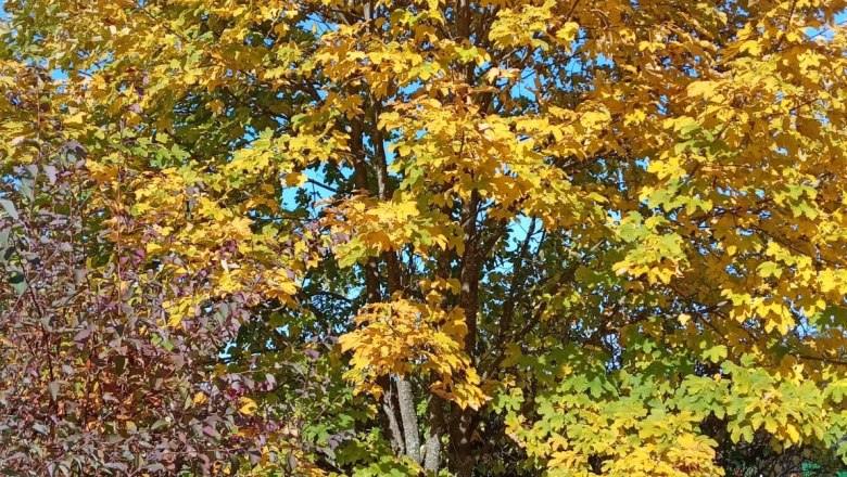 A tree with yellow autumn leaves against a blue sky, surrounded by colorful shrubs and a small shelf with decorations.