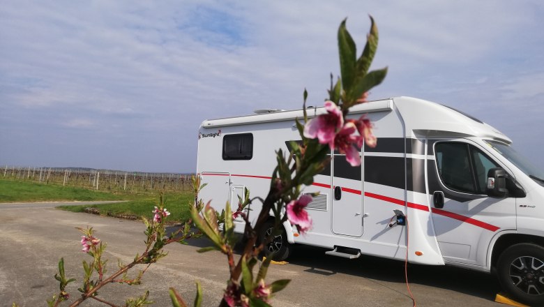 Motorhome on a pitch with a flowering branch in the foreground.