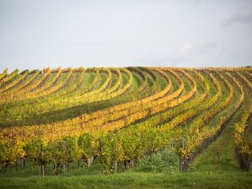 Unterretzbach, &copy; Astrid Bartl