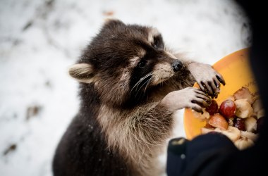 Small bears with magical powers, &copy; Sabine Wieser Fotografie