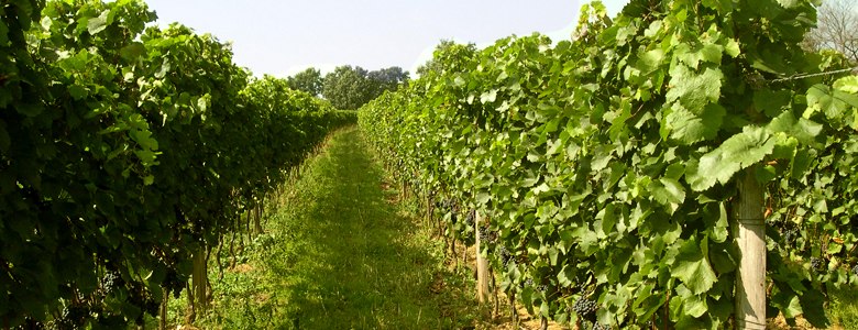 Rows of green vines in a vineyard.