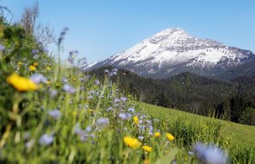 Ötscher mountain with snow-covered peak, surrounded by forests and a flower meadow in the foreground.