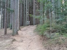 Waldweg bei der Erlebnisarena, © Wiener Alpen in Niederösterreich - Wechsel