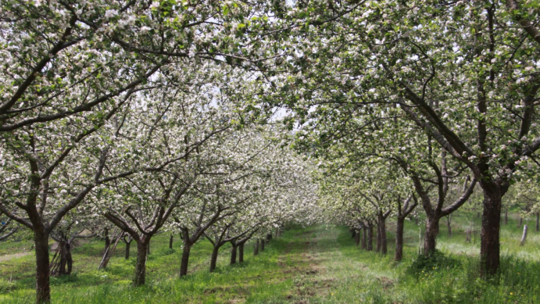 Farm sales Ertl family, © Familie Ertl