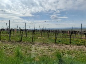 Weingarten-Runde, &copy; Gemeinde Ru&szlig;bach