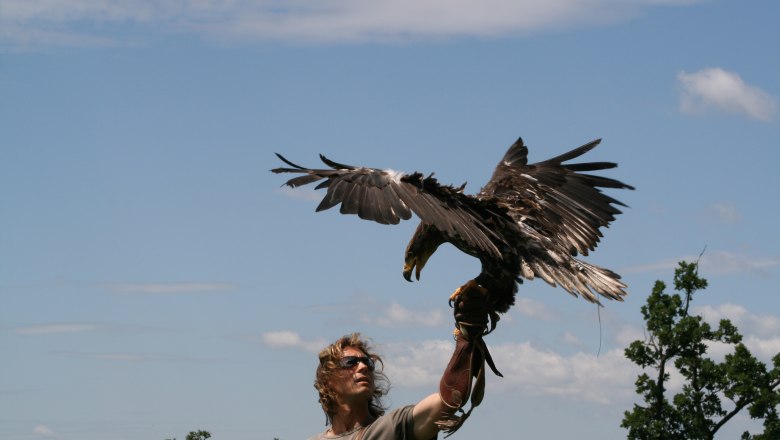 A man with a glove holds an eagle spreading its wings in front of a blue sky.