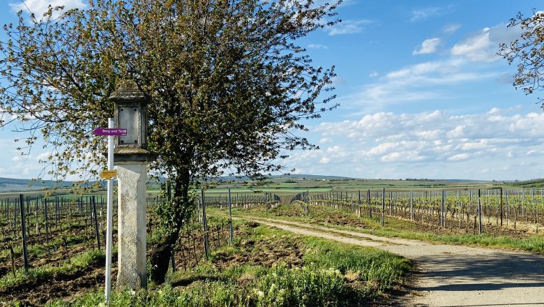 Vineyard landscape with signpost and tree in the Weinviertel, Austria.
