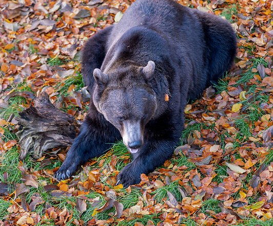 A bear lies on autumn leaves in the B&Auml;RENWALD Arbesbach.