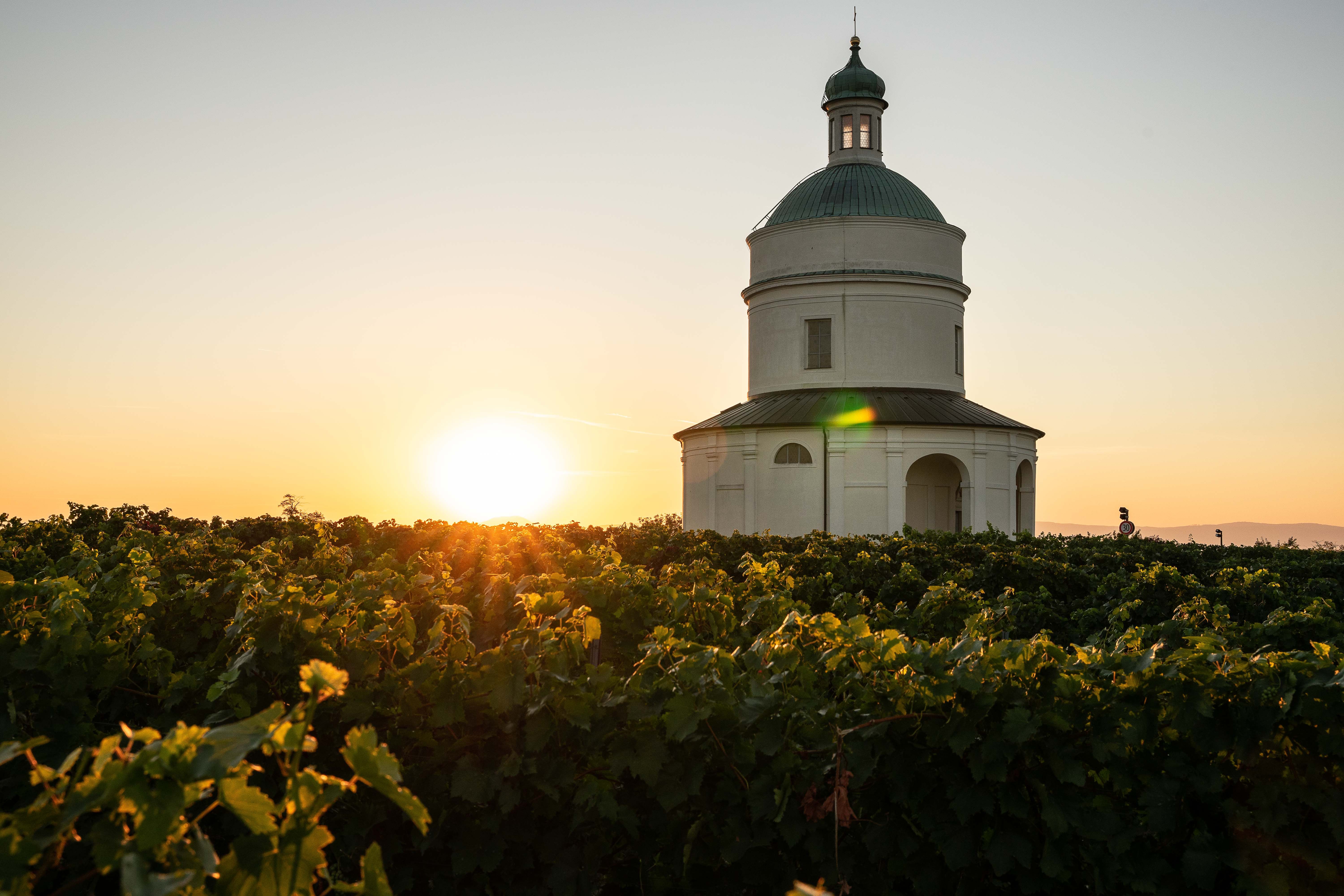 A white chapel stands in the middle of a vineyard at sunset.