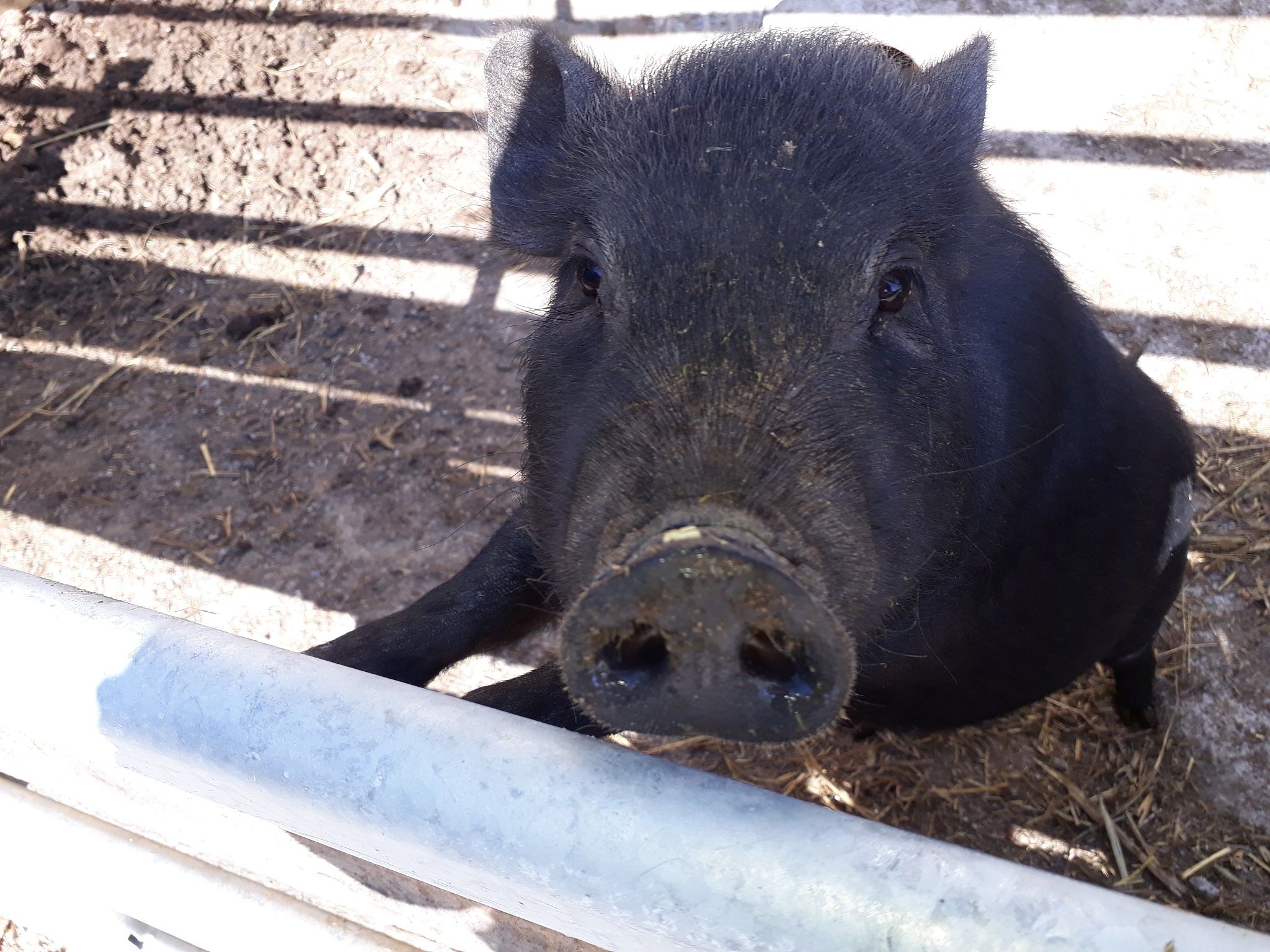 A black pig looks curiously over a fence.