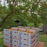 Boxes of Wachau apricots under a tree.
