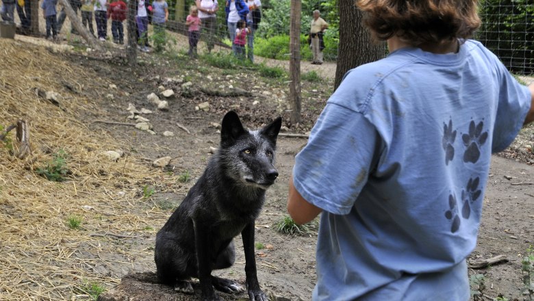 Wolves in the Wolf Science Center in Ernstbrunn, © Weinviertel Tourismus/ Mandl