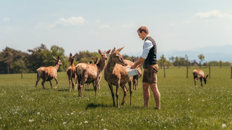 Junior Langthaler feeds red deer in a meadow.