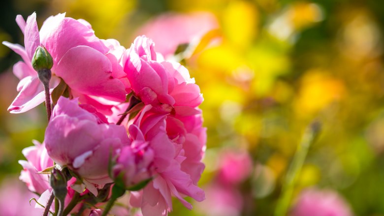 Close-up of pink rose blossoms in the sunlight with a blurred yellow-green background.