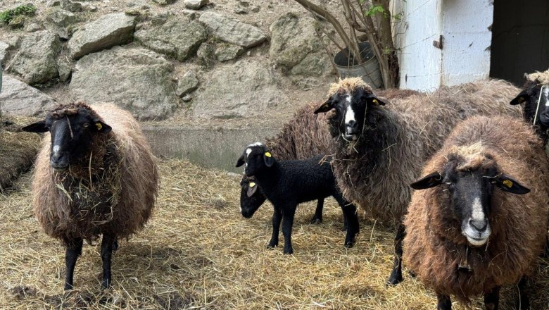 Sheep at the Gsangerer farm (2), © Mostviertel Tourismus