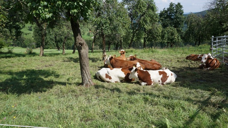 cows-on-the-pasture, © Büchinger