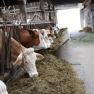 Cows eating, © Fam. Büchinger