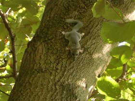 Siebenschl&auml;fer, &copy; Wienerwald Tourismus GmbH / G.Waiss