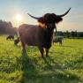A Highland cattle stands in a green meadow at sunset.