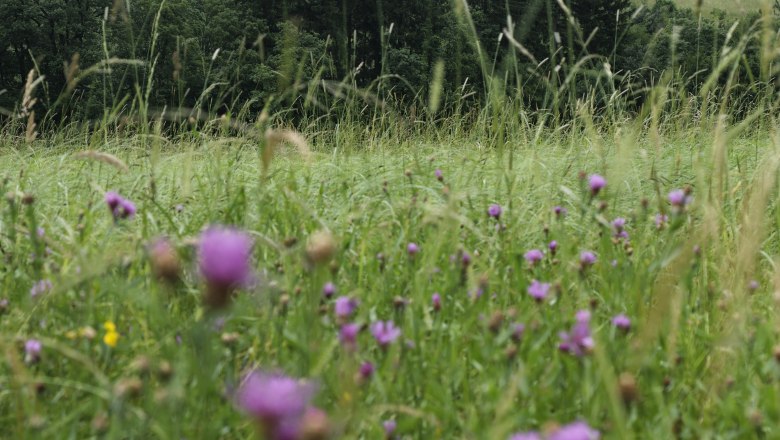 Garden, © Erika Berger